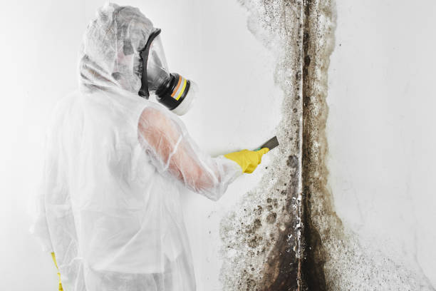 Best Emergency Mold Removal  in Farmersville, TX
