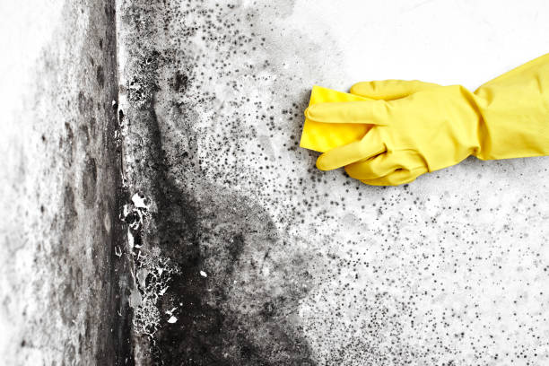 Best Affordable Mold Removal  in Farmersville, TX