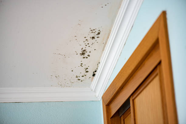 Best Mold Removal Specialists  in Farmersville, TX