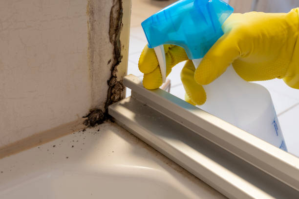 Best Fast Mold Removal  in Farmersville, TX