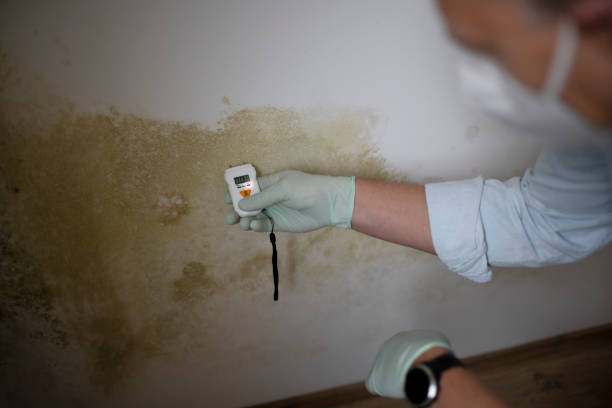 Best Mold Removal Company Near Me  in Farmersville, TX
