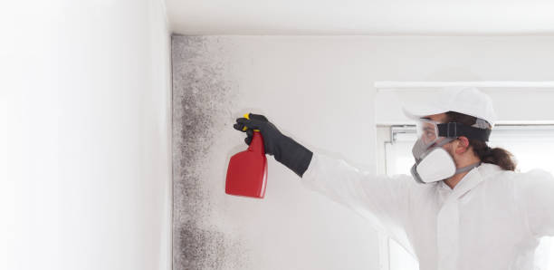 Professional Mold Removal in Farmersville, TX