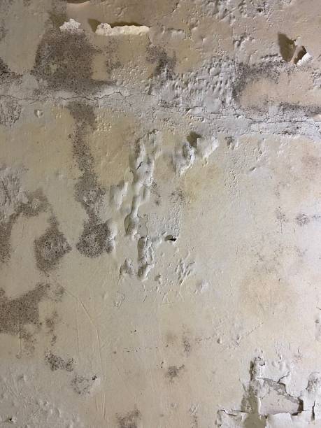 Best Attic Mold Removal  in Farmersville, TX