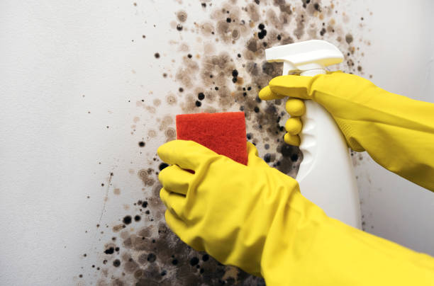 Best Local Mold Removal Service  in Farmersville, TX