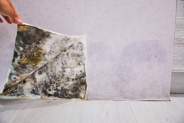 Best Same-Day Mold Removal  in Farmersville, TX